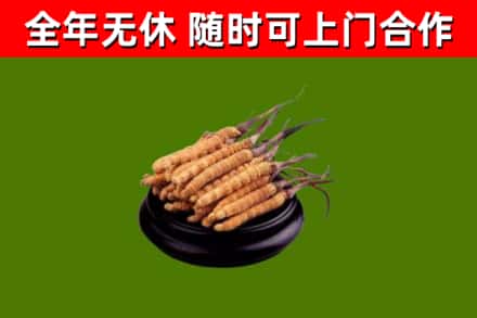 巴中市回收冬虫夏草