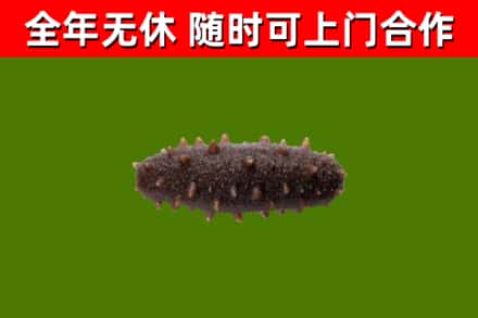 巴中市回收海参干